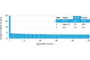 Analysis of Protein Array containing more than 19,000 full-length human proteins using MCAM Mouse Monoclonal Antibody (MCAM/3048). (MCAM antibody  (AA 226-374))