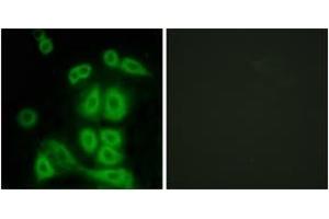 Immunofluorescence (IF) image for anti-Fragile X Mental Retardation, Autosomal Homolog 2 (FXR2) (AA 551-600) antibody (ABIN2889500) (FXR2 antibody  (AA 551-600))