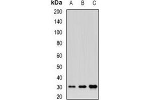 Western blot analysis of BTNL2 expression in HepG2 (A), HL60 (B), mouse liver (C) whole cell lysates.