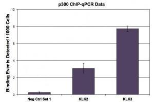 p300 antibody (mAb) tested by ChIP. (p300 antibody)