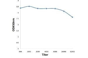 ELISA image for anti-V-Yes-1 Yamaguchi Sarcoma Viral Oncogene Homolog 1 (YES1) (pTyr426) antibody (ABIN711836)