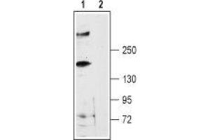 Western blot analysis of rat brain membranes: - 1. (RYR3 antibody  (Intracellular, N-Term))