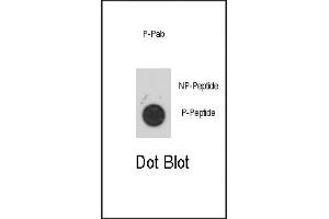 Dot blot analysis of anti-Phospho-PKK2- Antibody 3147a on nitrocellulose membrane. (MAPKAP Kinase 2 antibody  (pSer272))