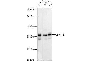 Western blot analysis of extracts of various cell lines, using C3orf38 antibody (ABIN7266382) at 1:1000 dilution. (C3orf38 antibody)