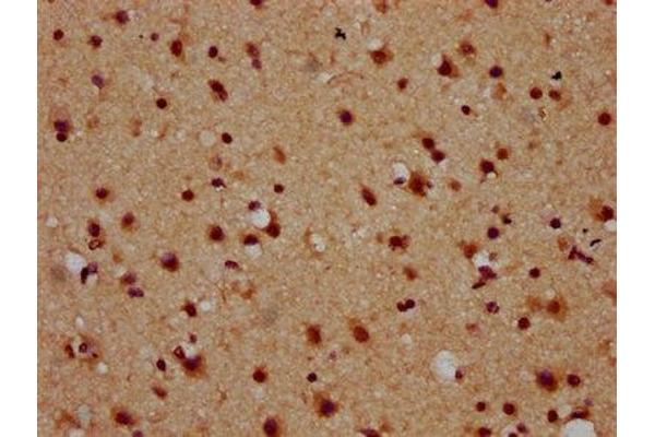 NAP1L5 antibody  (AA 1-67)