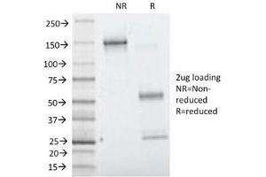 SDS-PAGE Analysis of Purified, BSA-Free Villin Antibody (clone VIL1/1314). (Villin 1 antibody  (AA 179-311))
