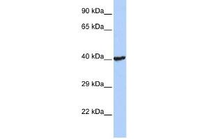 WB Suggested Anti-RNF113B Antibody Titration:  0. (RNF113B antibody  (Middle Region))