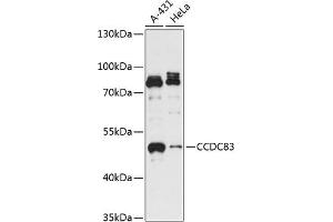 Western blot analysis of extracts of various cell lines, using CCDC83 antibody (ABIN7266444) at 1:3000 dilution. (CCDC83 antibody  (AA 1-300))