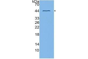 Western Blotting (WB) image for Cyclin-Dependent Kinase 2 (CDK2) ELISA Kit (ABIN6730873)