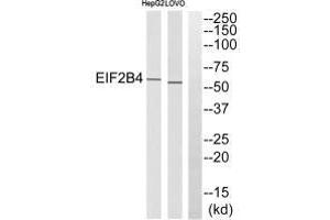Western blot analysis of extracts from HepG2 cells and LOVO cells, using EIF2B4 antibody. (EIF2B4 antibody)