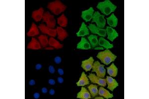 ABIN7096174 and ABIN7100236 staining HepG2 cells by IF/ICC.