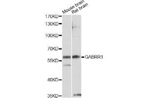 Western blot analysis of extracts of various cell lines, using GABRR1 antibody (ABIN1872764) at 1:1000 dilution. (GABRR1 antibody)