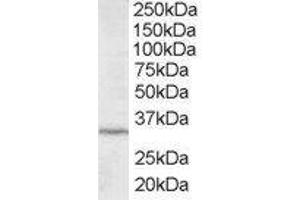 ABIN2563432 staining (2µg/ml) of HepG2 lysate (RIPA buffer, 35µg total protein per lane). (ING2 antibody  (C-Term))