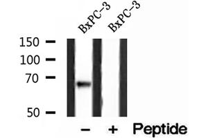 Western blot analysis of extracts of BxPC-3 cells, using LMNB2 antibody. (Lamin B2 antibody  (Internal Region))