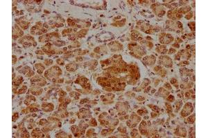 IHC image of ABIN7139855 diluted at 1:400 and staining in paraffin-embedded human pancreatic tissue performed on a Leica BondTM system. (GIP antibody  (AA 113-131))