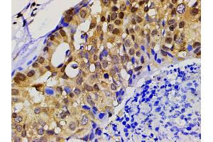 Immunohistochemistry (IHC) image for anti-Ephrin B2 (EFNB2) (C-Term) antibody (ABIN6261455)