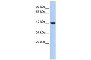 Image no. 1 for anti-Glutaredoxin 3 (GLRX3) (N-Term) antibody (ABIN6741475) (GLRX3 antibody  (N-Term))