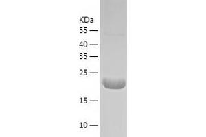 Western Blotting (WB) image for Cellular Repressor of E1A-Stimulated Genes 1 (CREG1) (AA 32-220) protein (His tag) (ABIN7122235) (CREG1 Protein (AA 32-220) (His tag))