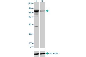 Western blot analysis of PAPSS1 over-expressed 293 cell line, cotransfected with PAPSS1 Validated Chimera RNAi (Lane 2) or non-transfected control (Lane 1).
