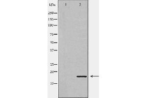 Western blot analysis of Mouse liver tissue lysates, using GADD45A Antibody. (GADD45A antibody  (N-Term))