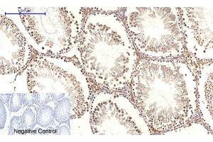Immunohistochemical analysis of paraffin-embedded rat testis tissue. (c-MYC antibody  (AA 360-440))