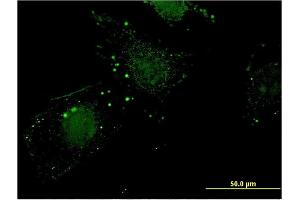 Immunofluorescence (IF) image for anti-Nitrilase 1 (NIT1) (AA 228-327) antibody (ABIN518366)