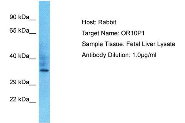 OR10P1 antibody  (C-Term)