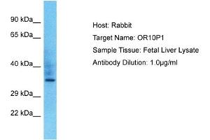 Host: Rabbit Target Name: OR10P1 Sample Type: Fetal Liver lysates Antibody Dilution: 1. (OR10P1 antibody  (C-Term))