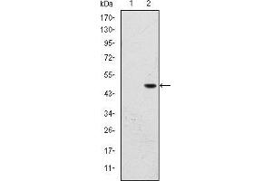 Western blot analysis using BPTF mAb against HEK293 (1) and BPTF (AA: 503-670)-hIgGFc transfected HEK293 (2) cell lysate. (BPTF antibody)