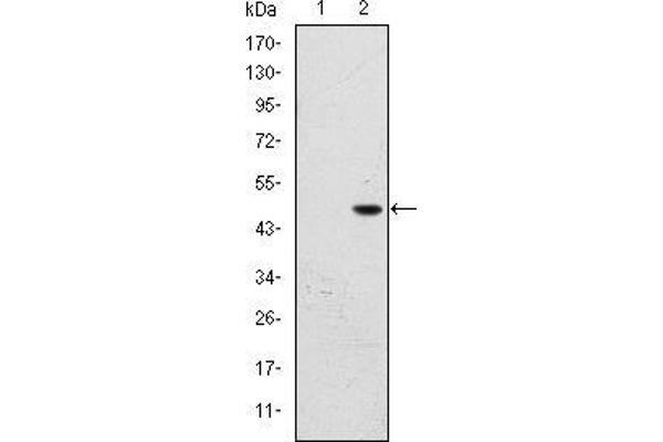 BPTF antibody