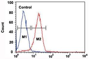 Flow cytometric analysis of Hela cells (right histogram) and a negative control cell (left histogram) reacted with CD44 monoclonal antibody  at 1:10-1:50 dilution.
