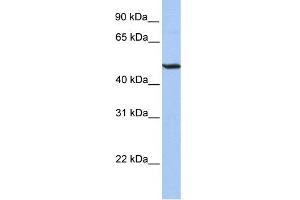 WB Suggested Anti-BHLHB3 Antibody Titration:  0. (BHLHE41 antibody  (Middle Region))