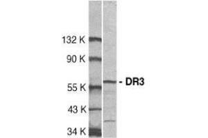 Western blot analysis of DR3 in Jurkat total cell lysate with AP30296PU-N DR3 antibody at 1:500 dilution. (DR3/LARD antibody  (C-Term))
