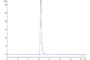 The purity of Human Notch 1 is greater than 95 % as determined by SEC-HPLC. (Notch1 Protein (AA 19-526) (His-Avi Tag))