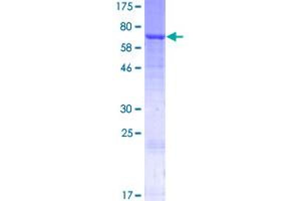 GAL3ST1 Protein (AA 1-423) (GST tag)