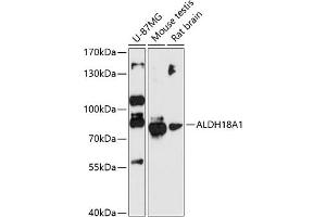 Western blot analysis of extracts of various cell lines, using  antibody (2247) at 1:3000 dilution. (P5CS antibody  (AA 1-240))