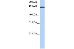 WB Suggested Anti-EBF4 Antibody Titration:  0.