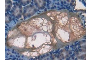 Detection of F7 in Mouse Kidney Tissue using Polyclonal Antibody to Coagulation Factor VII (F7) (Factor VII antibody  (AA 42-169))