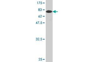 Western Blot detection against Immunogen (78. (FH antibody  (AA 33-510))