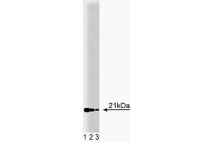 Western blot analysis of RBP on MDCK lysate. (RBP4 antibody  (AA 1-135))