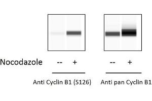 Cyclin B1 ELISA Kit