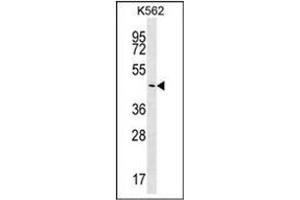 Western blot analysis of PLCXD2 Antibody (Center) in K562 cell line lysates (35ug/lane). (PLCXD2 antibody  (Middle Region))