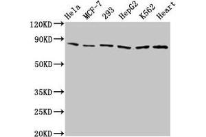 Western Blot Positive WB detected in: Hela whole cell lysate, MCF-7 whole cell lysate, 293 whole cell lysate, HepG2 whole cell lysate, K562 whole cell lysate, Mouse heart tissue All lanes: TRAP1 antibody at 2 μg/mL Secondary Goat polyclonal to rabbit IgG at 1/50000 dilution Predicted band size: 81, 75 kDa Observed band size: 81 kDa (TRAP1 antibody  (AA 60-308))