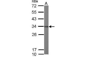 WB Image Sample (50 ug of whole cell lysate) A: Mouse brain 12% SDS PAGE antibody diluted at 1:1000