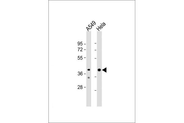 JMJD5 antibody  (N-Term)