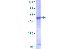 ELF5 Protein (AA 1-255) (GST tag)