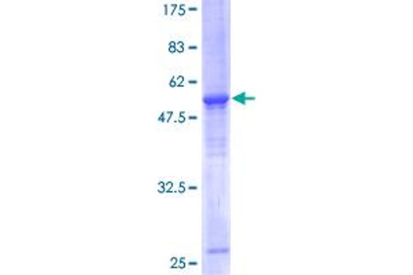 ELF5 Protein (AA 1-255) (GST tag)