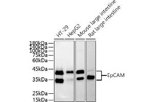 Western Blotting (WB) image for anti-Epithelial Cell Adhesion Molecule (EPCAM) (AA 40-260) antibody (ABIN3021638)