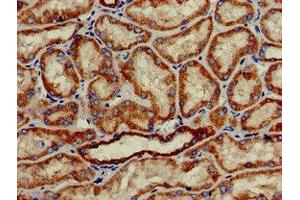 Immunohistochemistry of paraffin-embedded human kidney tissue using ABIN7155985 at dilution of 1:100 (Hydroxyacid Oxidase 2 (HAO2) (AA 2-200) antibody)
