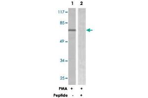 Western blot analysis of extracts from HeLa cells, treated with PMA (125 ng/mL, 30 mins), using ARAF polyclonal antibody . (ARAF antibody)